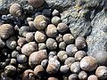 July 30, 2003 - Plum Island, Massachusetts.<br />Among the rocks at Sandy Point State Reservation.