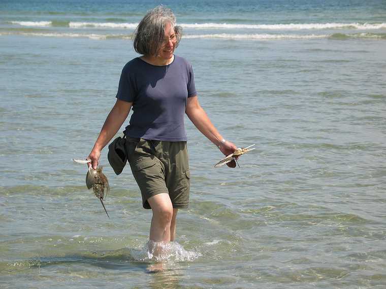 July 30, 2003 - Plum Island, Massachusetts.<br />Joyce with horseshoe crab shell at Parker River National Wildlife Refuge.