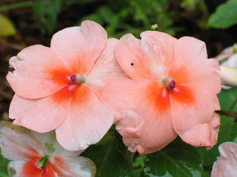 Aug 2, 2003 - Lawrence, Massachusetts.<br />Impatiens.