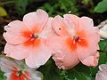 Aug 2, 2003 - Lawrence, Massachusetts.<br />Impatiens.