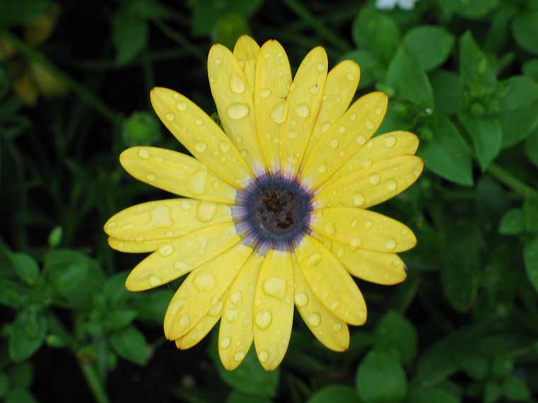 Aug 3, 2003 - Sunapee, New Hampshire.<br />A yellow flower with a purple center.