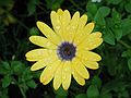 Aug 3, 2003 - Sunapee, New Hampshire.<br />A yellow flower with a purple center.