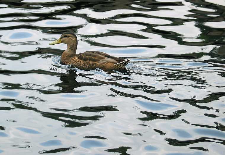 Aug 3, 2003 - Sunapee, New Hampshire.<br />A duck in Lake Sunapee.