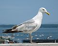 Aug 5, 2003 - Portland, Maine.<br />Herring Gull.