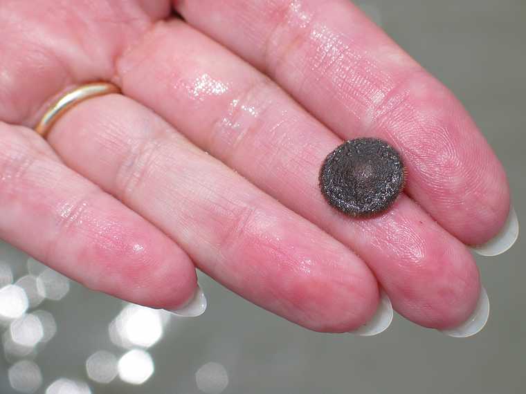 Aug 7, 2003 - Plum Island, Massachusetts.<br />A live sand dollar in Joyce's hand.