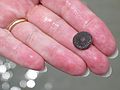 Aug 7, 2003 - Plum Island, Massachusetts.<br />A live sand dollar in Joyce's hand.