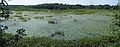 Aug 15, 2003 - Ipswich River Wildlife Sanctuary, Topsfield, Massachusetts.<br />A stitch of two images.