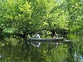Aug 15, 2003 - Ipswich River Wildlife Sanctuary, Topsfield, Massachusetts.