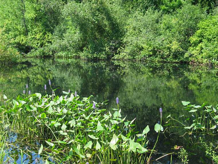 Aug 15, 2003 - Ipswich River Wildlife Sanctuary, Topsfield, Massachusetts.