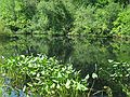 Aug 15, 2003 - Ipswich River Wildlife Sanctuary, Topsfield, Massachusetts.