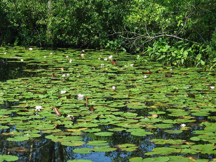 Aug 15, 2003 - Ipswich River Wildlife Sanctuary, Topsfield, Massachusetts.