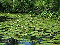 Aug 15, 2003 - Ipswich River Wildlife Sanctuary, Topsfield, Massachusetts.