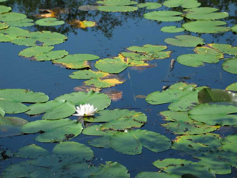 Aug 15, 2003 - Ipswich River Wildlife Sanctuary, Topsfield, Massachusetts.