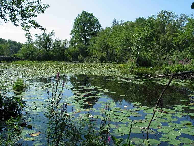 Aug 15, 2003 - Ipswich River Wildlife Sanctuary, Topsfield, Massachusetts.