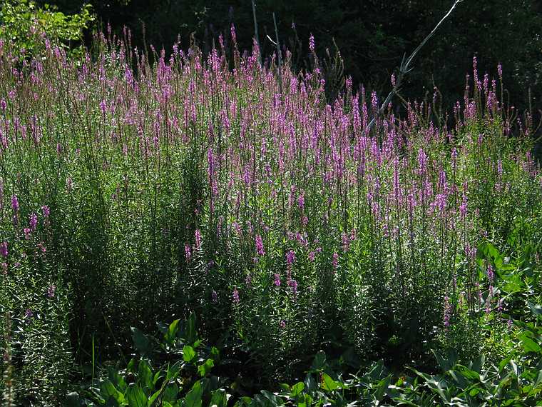 Aug 15, 2003 - Ipswich River Wildlife Sanctuary, Topsfield, Massachusetts.<br />Purple loosestrife.