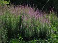 Aug 15, 2003 - Ipswich River Wildlife Sanctuary, Topsfield, Massachusetts.<br />Purple loosestrife.
