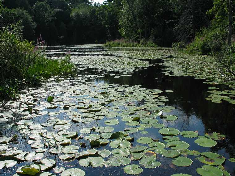 Aug 15, 2003 - Ipswich River Wildlife Sanctuary, Topsfield, Massachusetts.
