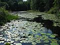 Aug 15, 2003 - Ipswich River Wildlife Sanctuary, Topsfield, Massachusetts.