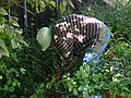 Aug. 24, 2003 - 96 Gilbert Street, Lawrence, Massachusetts.<br />Marie working in her yard.