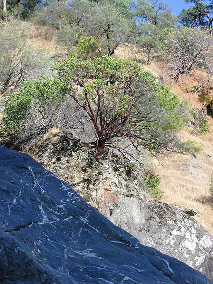 Aug 23, 2003 - Mendocina National Forest, California.<br />Along the Eel River.<br />A manzanita tree.