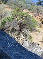 Aug 23, 2003 - Mendocina National Forest, California.<br />Along the Eel River.<br />A manzanita tree.