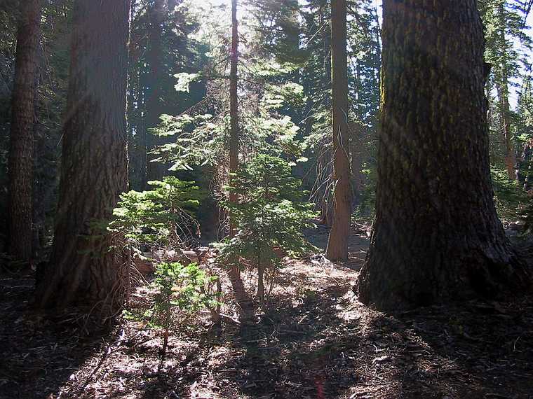 Aug 24, 2003 - Mendocino National Forest, California.<br />Joyce's trip to visit Melody.<br />Near campground at Black Butte.