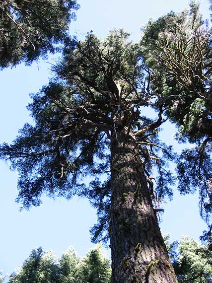 Aug 24, 2003 - Mendocino National Forest, California.<br />Joyce's trip to visit Melody.<br />Near campground at Black Butte.