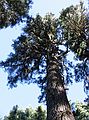 Aug 24, 2003 - Mendocino National Forest, California.<br />Joyce's trip to visit Melody.<br />Near campground at Black Butte.