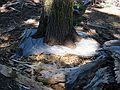 Aug 24, 2003 - Mendocino National Forest, California.<br />Joyce's trip to visit Melody.<br />Joyce's recording of the tree's footprint for a future sculpture.