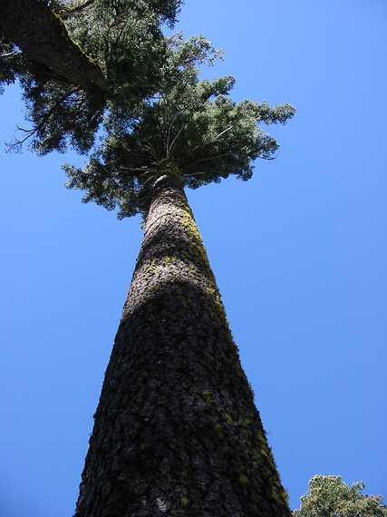 Aug 24, 2003 - Mendocino National Forest, California.<br />Joyce's trip to visit Melody.<br />Trunk of footprinted tree.