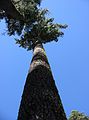 Aug 24, 2003 - Mendocino National Forest, California.<br />Joyce's trip to visit Melody.<br />Trunk of footprinted tree.