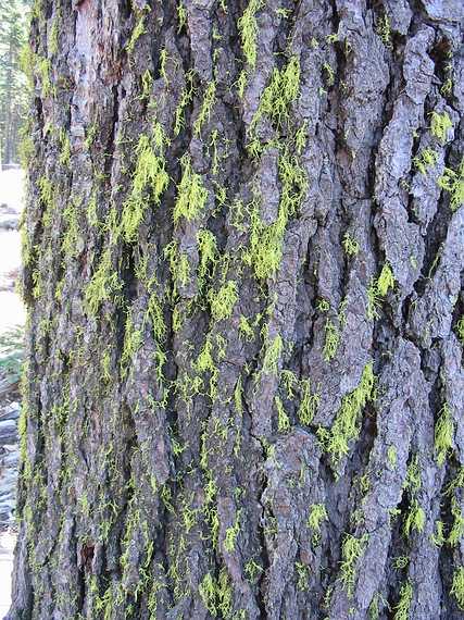 Aug 24, 2003 - Mendocino National Forest, California.<br />Joyce's trip to visit Melody.<br />Bark of footprinted tree.