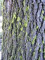 Aug 24, 2003 - Mendocino National Forest, California.<br />Joyce's trip to visit Melody.<br />Bark of footprinted tree.