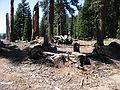 Aug 24, 2003 - Mendocino National Forest, California.<br />Joyce's trip to visit Melody.