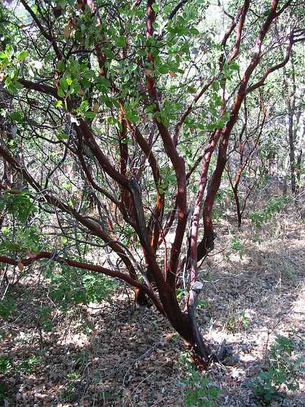 Aug 24, 2003 - Mendocino National Forest, California.<br />Joyce's trip to visit Melody.
