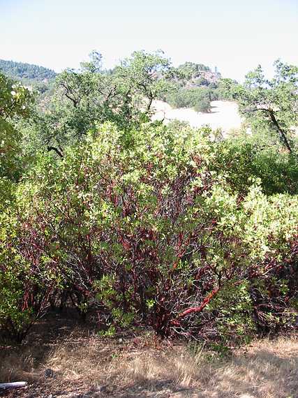 Aug 24, 2003 - Mendocino National Forest, California.<br />Joyce's trip to visit Melody.