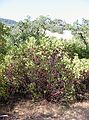 Aug 24, 2003 - Mendocino National Forest, California.<br />Joyce's trip to visit Melody.