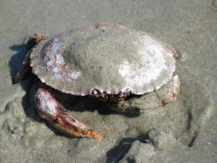 Sep 7, 2003 - Parsons Beach, Wells, Maine.<br />A crab in the sand.