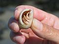 Sep 7, 2003 - Parsons Beach, Wells, Maine.<br />Joyce holding a hermit crab.