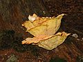 Sept 14, 2003 - Ipswich River Wildlife Sanctuary, Topsfield, Massachusetts.