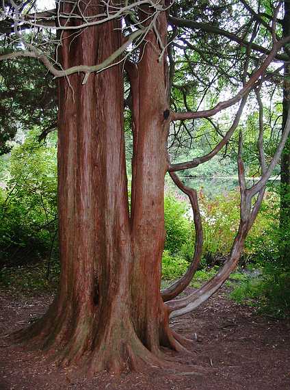 Sept 14, 2003 - Ipswich River Wildlife Sanctuary, Topsfield, Massachusetts.