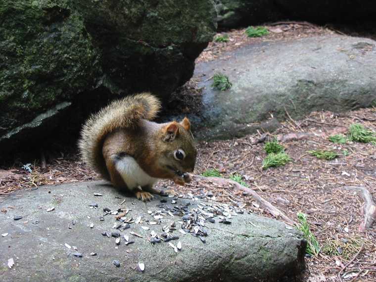 Sept 14, 2003 - Ipswich River Wildlife Sanctuary, Topsfield, Massachusetts.