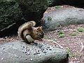 Sept 14, 2003 - Ipswich River Wildlife Sanctuary, Topsfield, Massachusetts.