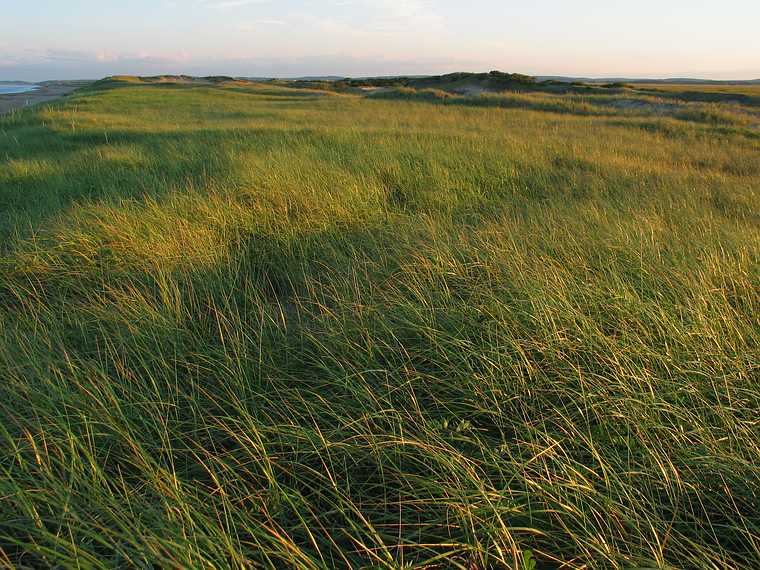 Sep 16, 2003 - Parker River National Wildlife Refuge, Plum Island, Massachusetts.