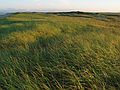 Sep 16, 2003 - Parker River National Wildlife Refuge, Plum Island, Massachusetts.