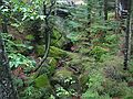 Sept 20, 2003 - Grafton Notch State Park, Maine.<br />Mosses at Moose Cave.