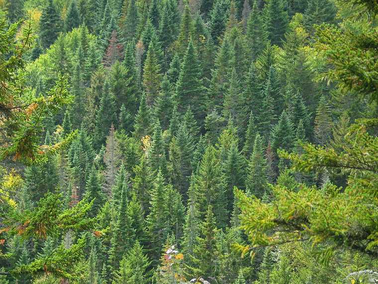 Sept 21, 2003 - Along the Eyebrow Trail in Grafton State Park near Bethel, Maine.