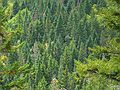 Sept 21, 2003 - Along the Eyebrow Trail in Grafton State Park near Bethel, Maine.