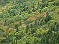 Sept 21, 2003 - Along the Eyebrow Trail in Grafton State Park near Bethel, Maine.