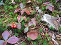 Sept 22, 2003 - Along Tuckerman Ravine Trail between Pinkham Notch and Hermit Lake, New Hampshire.<br />Bunchberry dogwood.